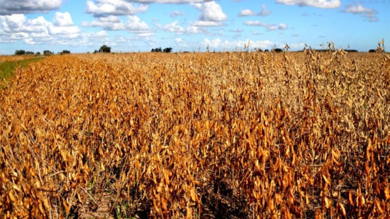 Serviço de Pulverização Agrícola com Drones